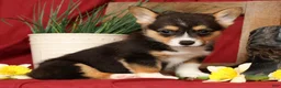 Welsh Corgi Pembroke dogs for sale: Donny Genetic Clear - Ad 1