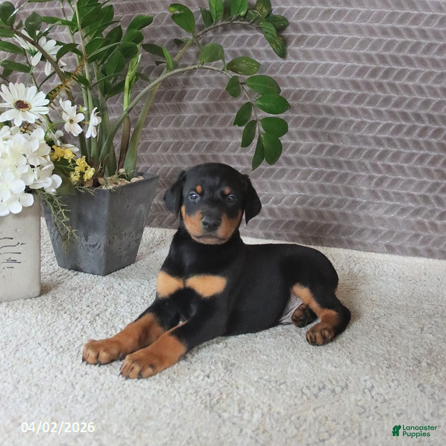Doberman Pinscher dogs Monroe - Ad 1