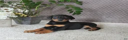 Doberman Pinscher dogs for sale: Monroe - Ad 1