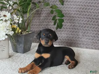 Doberman Pinscher dogs for sale: Monroe - Ad 3