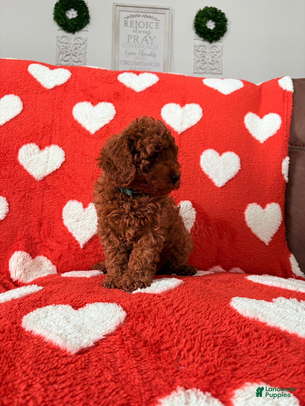 Cavapoo dogs Cavapoo Puppy 2 (Camo) - Ad 42