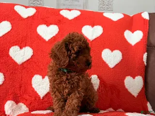 Cavapoo dogs Cavapoo Puppy 2 (Camo) - Ad 13