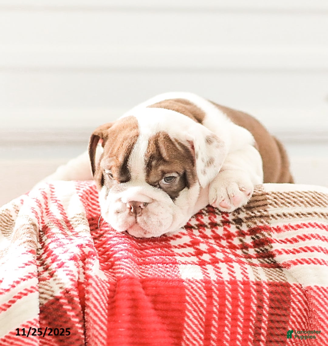 English Bulldog dogs for sale: Reba - Ad 4