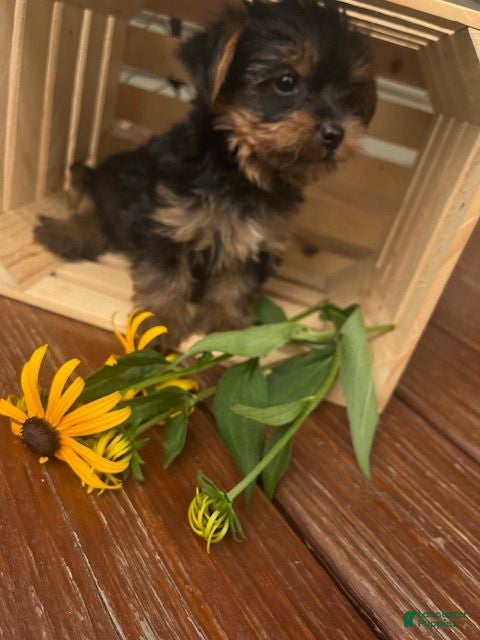 Yorkshire Terrier dogs Archie - Ad 1