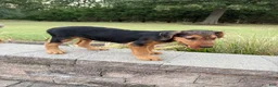 Airedale Terrier dogs for sale: AKC Zander Special Needs  - Ad 4