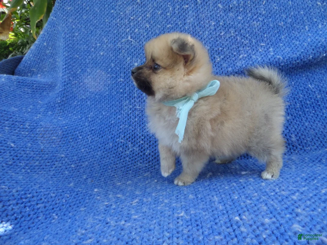 Pomeranian dogs for sale: Jax - Ad 1
