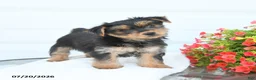 Morkie dogs for sale: Leo - Ad 4