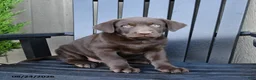 Labrador Retriever dogs for sale: Hershey - Ad 5