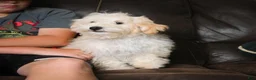 Maltipoo dogs for sale: Theodore - Ad 9