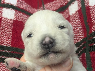 West Highland Terrier dogs Polar - Ad 1