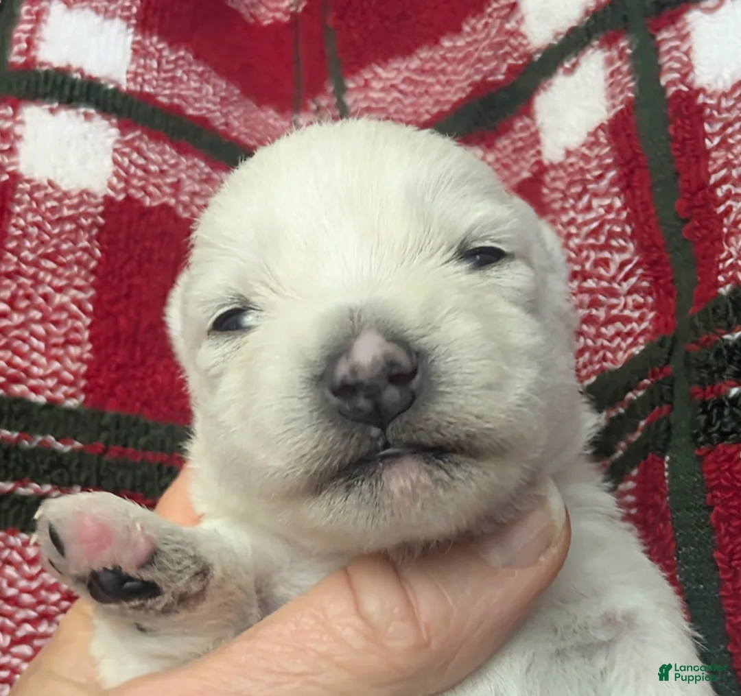 West Highland Terrier dogs for sale: Polar - Ad 1