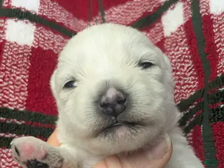 West Highland Terrier dogs Polar - Ad 1