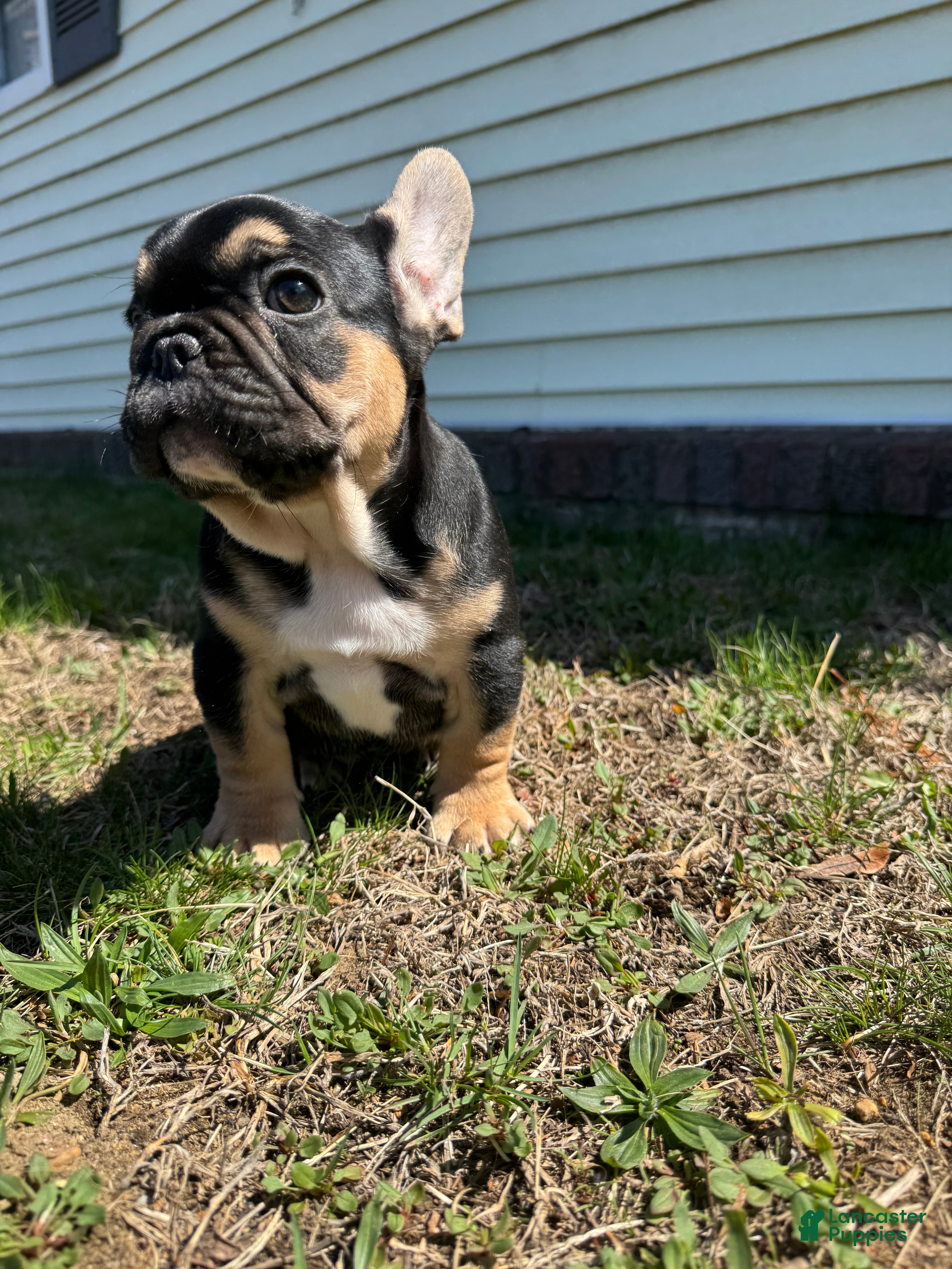 French Bulldog dogs Carl - Ad 1