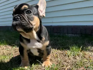 French Bulldog dogs for sale: Carl - Ad 1
