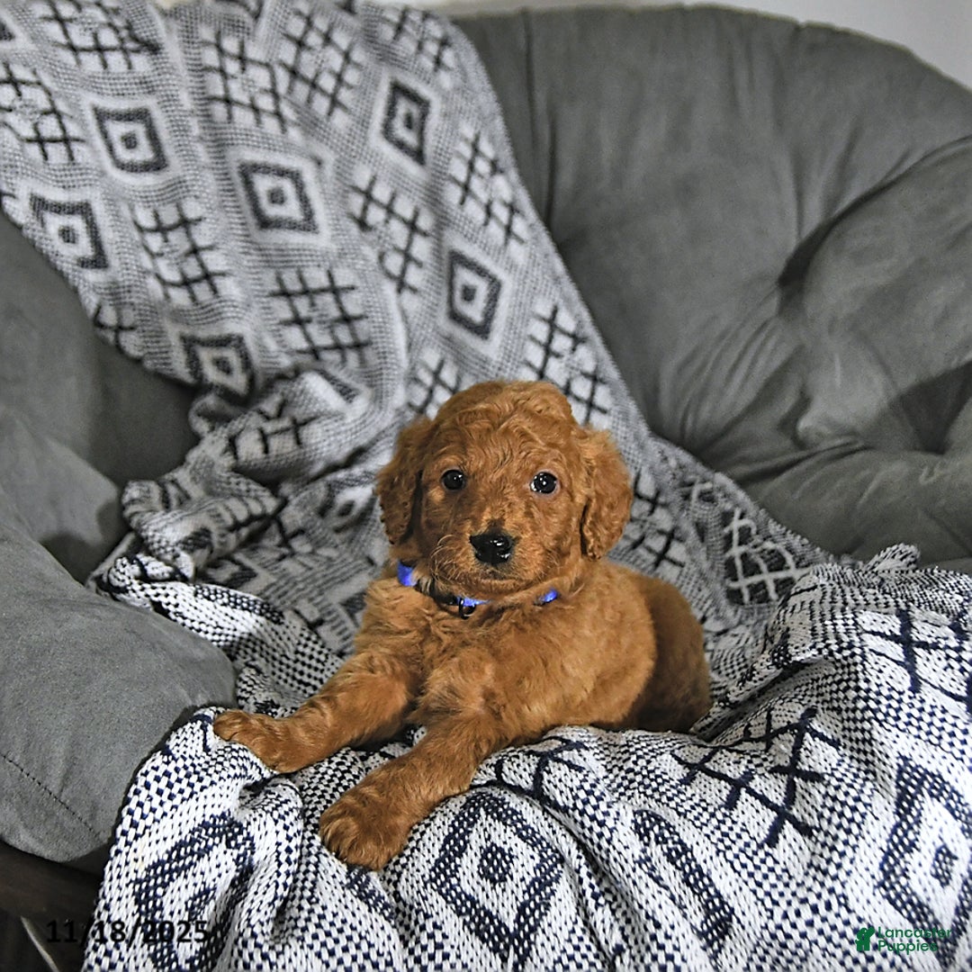 Mini Goldendoodle dogs for sale: Rudolph - Ad 2