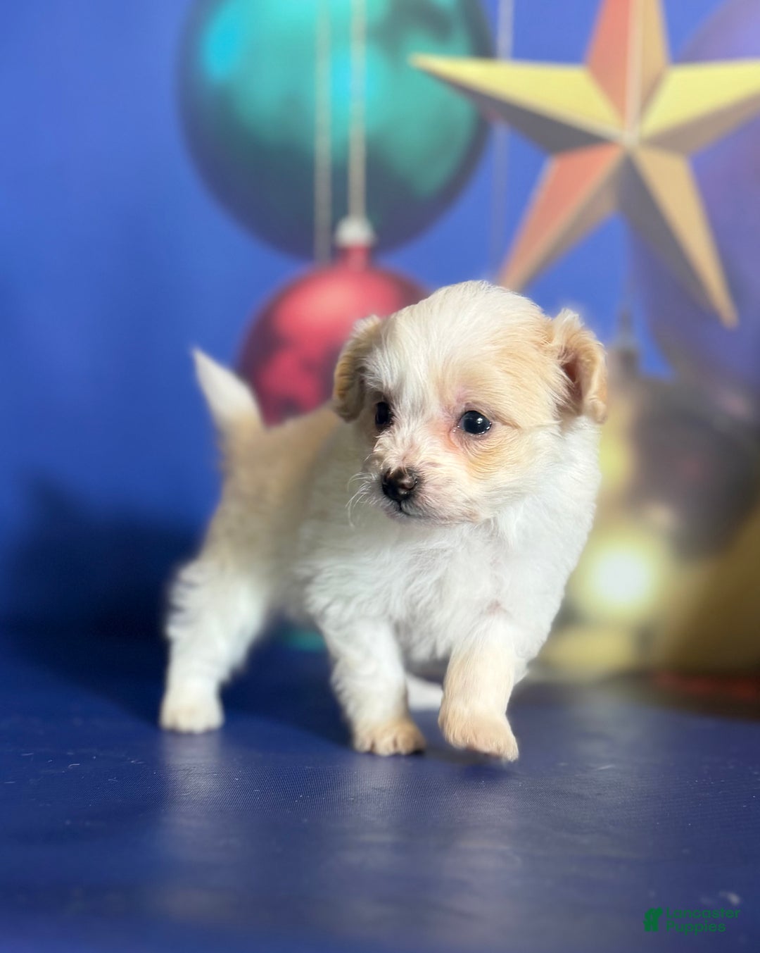 Pomapoo dogs for sale: Charlotte - Ad 5