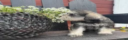 Miniature Schnauzer dogs for sale: Jenny - Ad 3