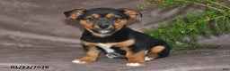 Mixed Breed dogs for sale: Shelly - Ad 2