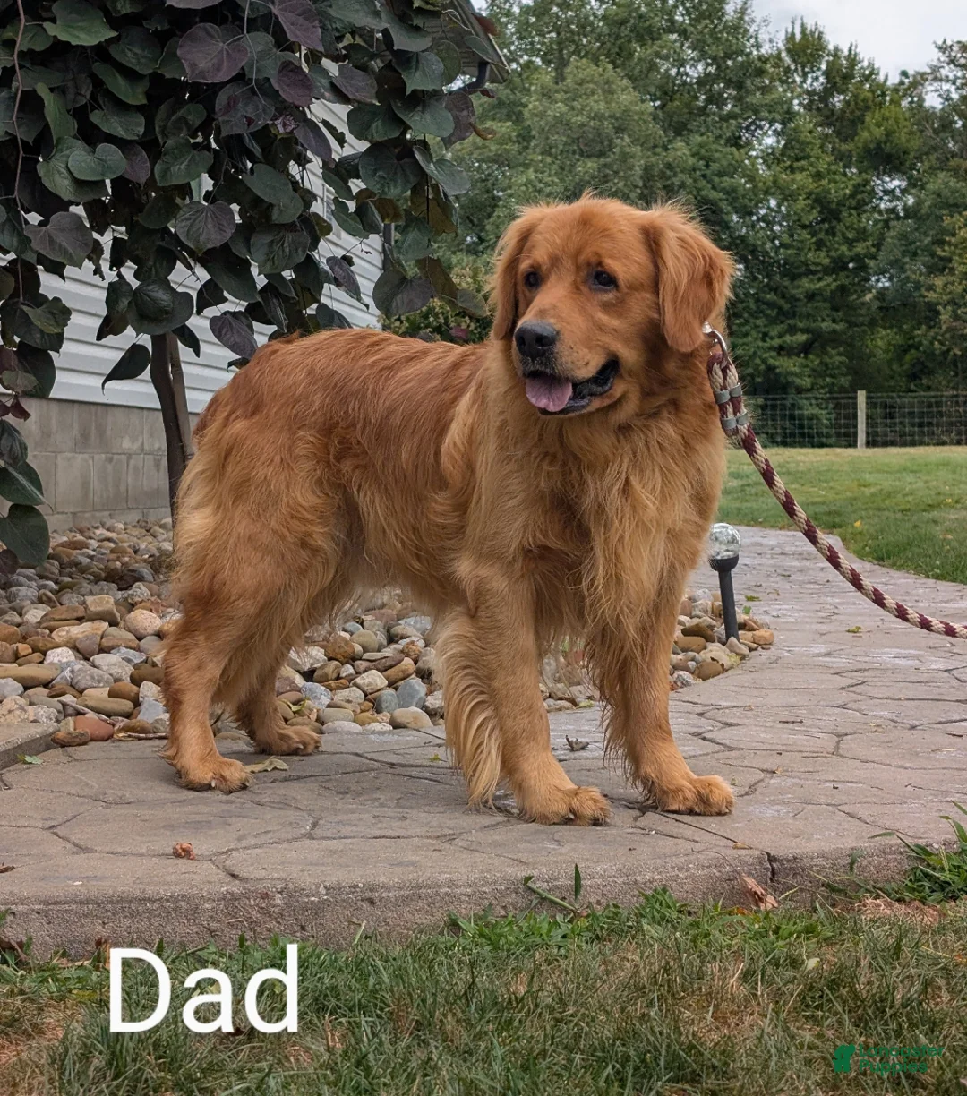 Golden Retriever dogs for sale: Charlie  - Ad 16
