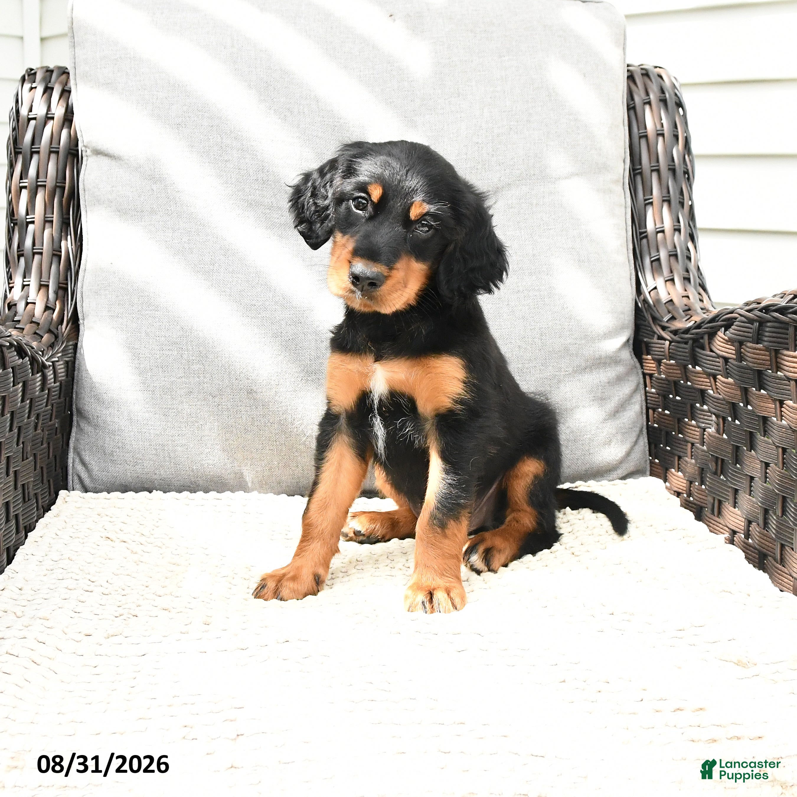 Mixed Breed dogs Kacy - Ad 2