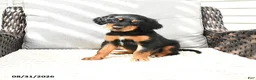 Mixed Breed dogs for sale: Kacy - Ad 2