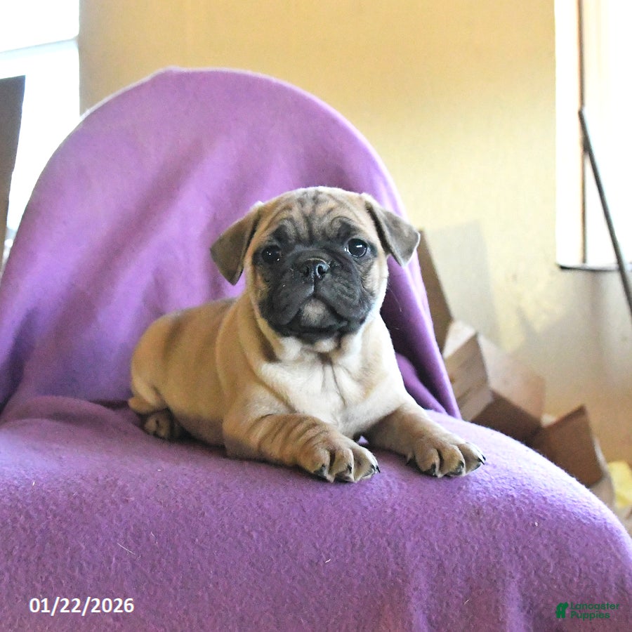 Frug dogs Trixie - Ad 4