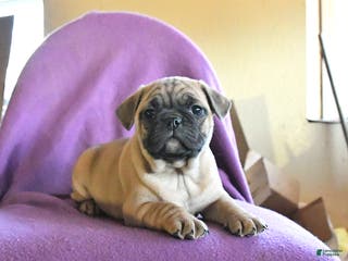 Frug dogs Trixie - Ad 4