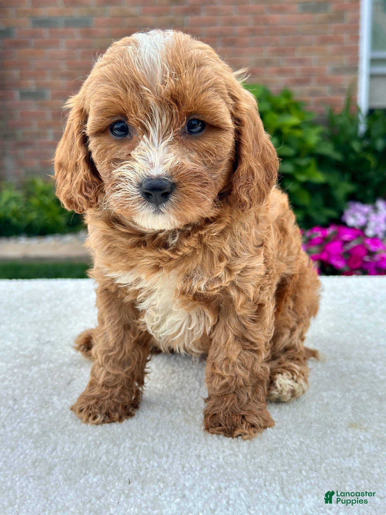 Cavapoo dogs Ross 104876 - Ad 1
