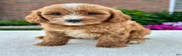 Cavapoo dogs for sale: Ross 104876 - Ad 1