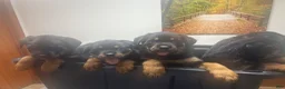Rottweiler dogs for sale: Rottweiler 1 - Ad 6