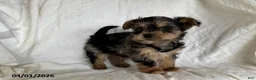 Mixed Breed dogs for sale: Kermit - Ad 4
