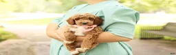 Mini Goldendoodle dogs for sale: Summer - Ad 1