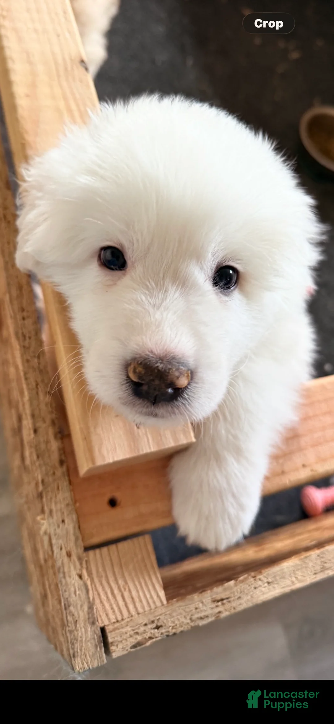Great Pyrenees dogs for sale: Blue - Ad 1