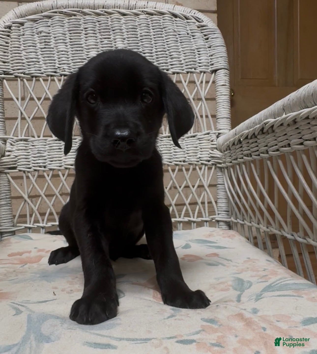 Labrador Retriever dogs for sale: Labrador Retriever Jackie - Ad 21