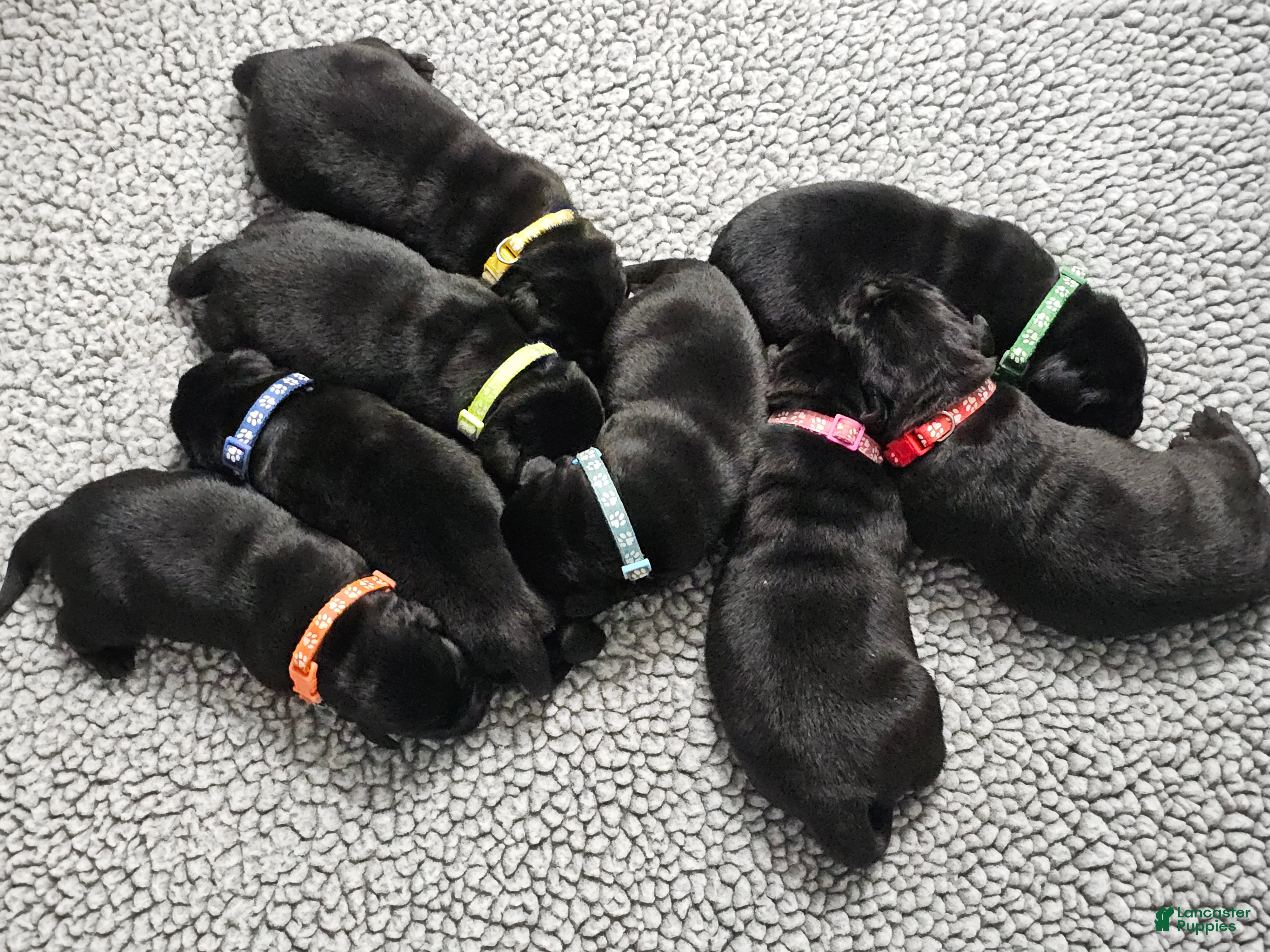 Labrador Retriever dogs Labrador Retriever 2 - Ad 38