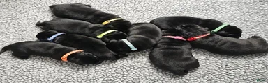 Labrador Retriever 2