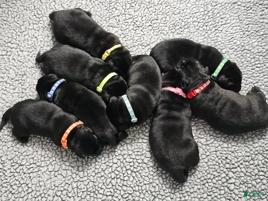 Labrador Retriever dogs for sale: Labrador Retriever 2 - Ad 1
