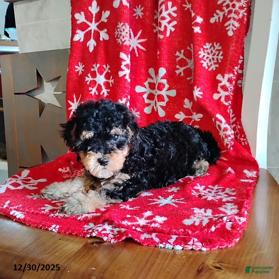 Mini Bernedoodle dogs Robin - Ad 24