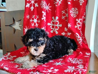 Mini Bernedoodle dogs Robin - Ad 24
