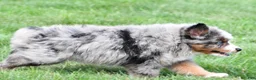 Miniature Australian Shepherd dogs for sale: Weston - Ad 6