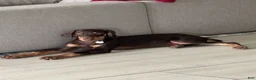 Doberman Pinscher dogs for sale: Doberman Pinscher 1 - Ad 4