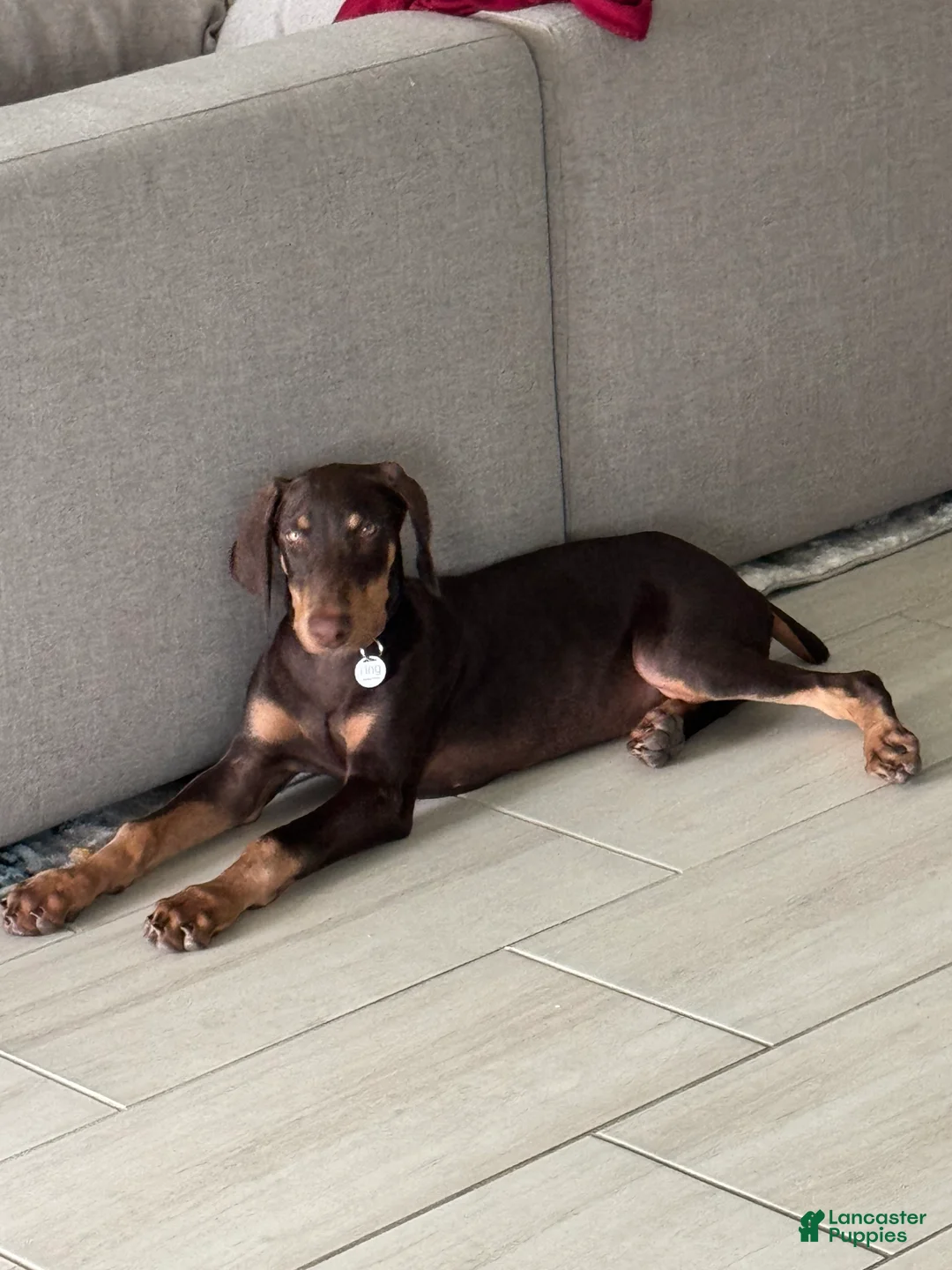 Doberman Pinscher dogs for sale: Doberman Pinscher 1 - Ad 4