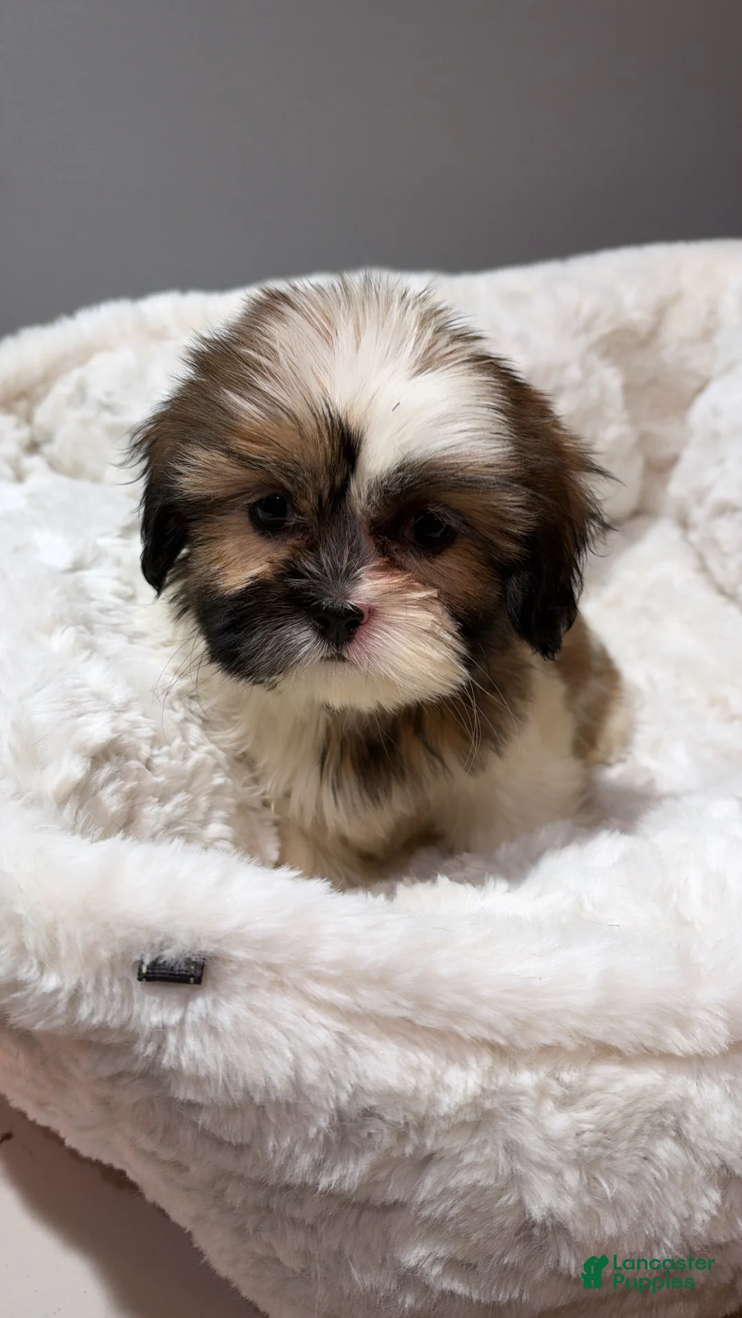 Shihpoo dogs for sale: Bambi  - Ad 2
