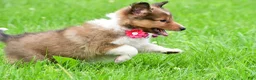 Shetland Sheepdog dogs for sale: Kaleen - Ad 10