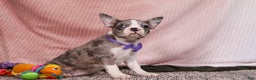 Frenchton dogs for sale: Lucy - Ad 2