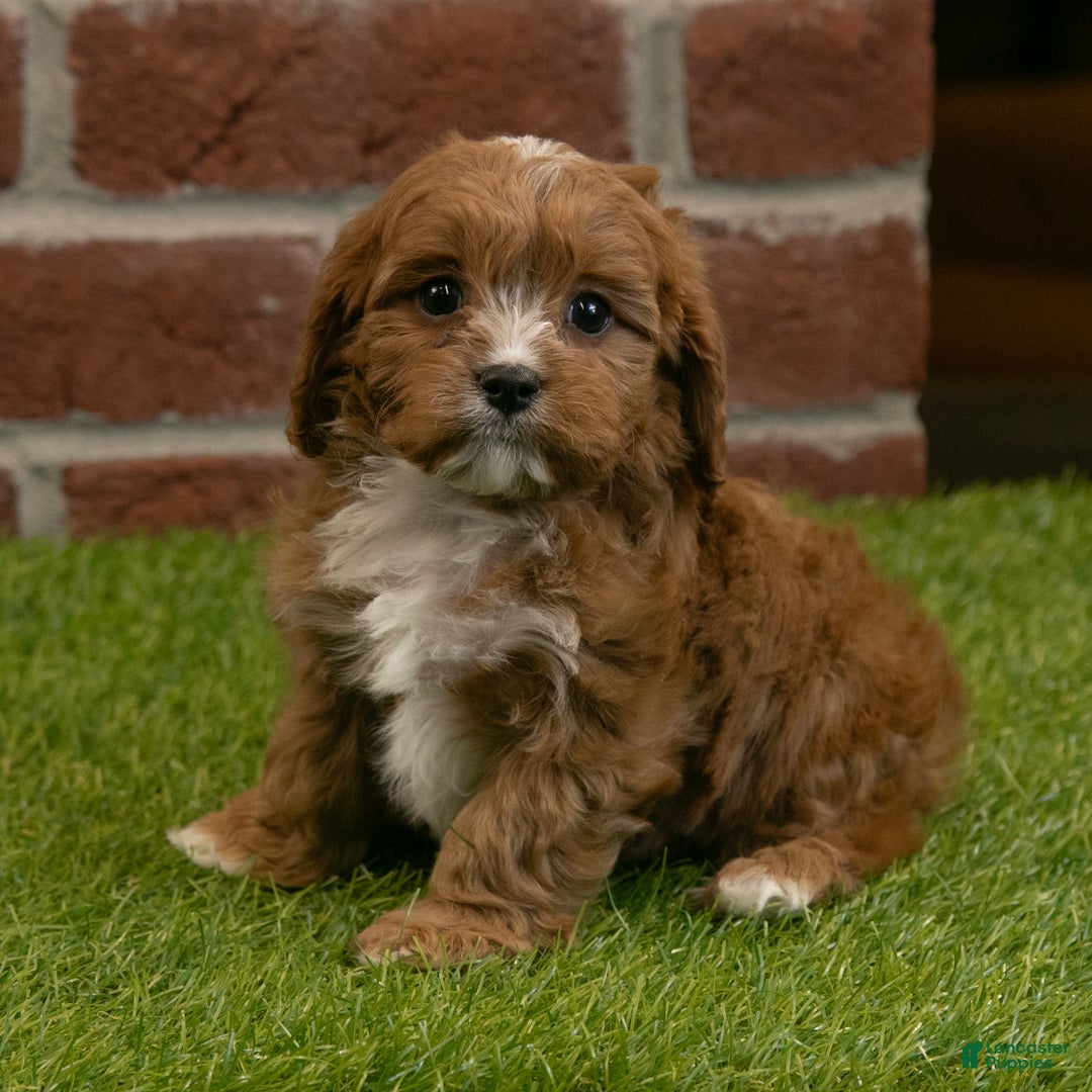 Cavapoo dogs for sale: Dusty - Ad 9