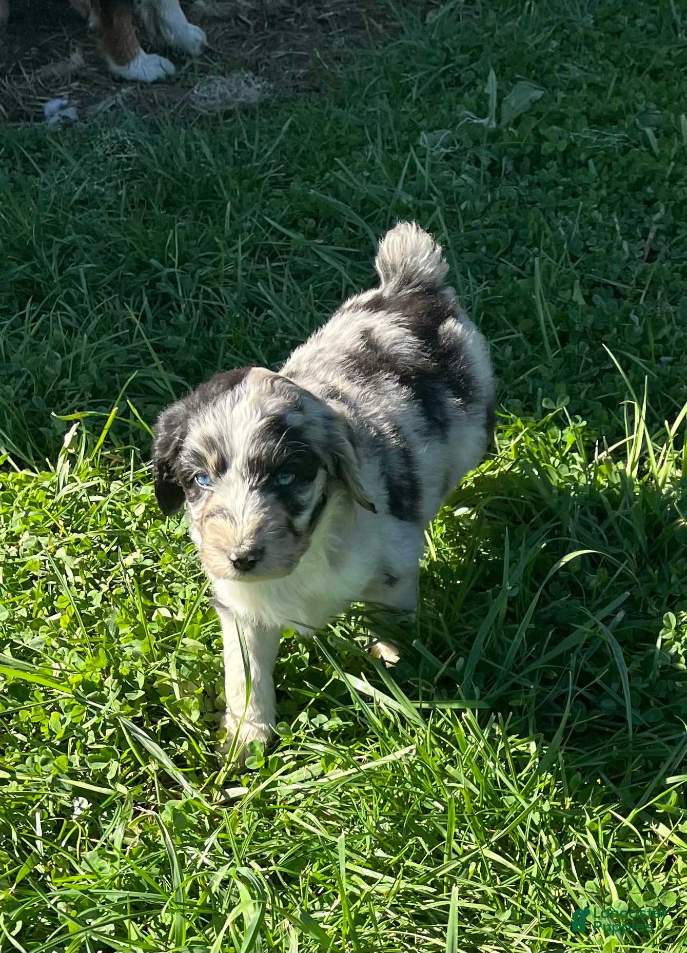 Aussiedoodle dogs for sale: Blue Merle Male Lee - Ad 2