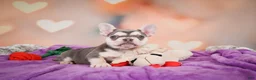 French Bulldog dogs for sale: Sandra - Ad 7
