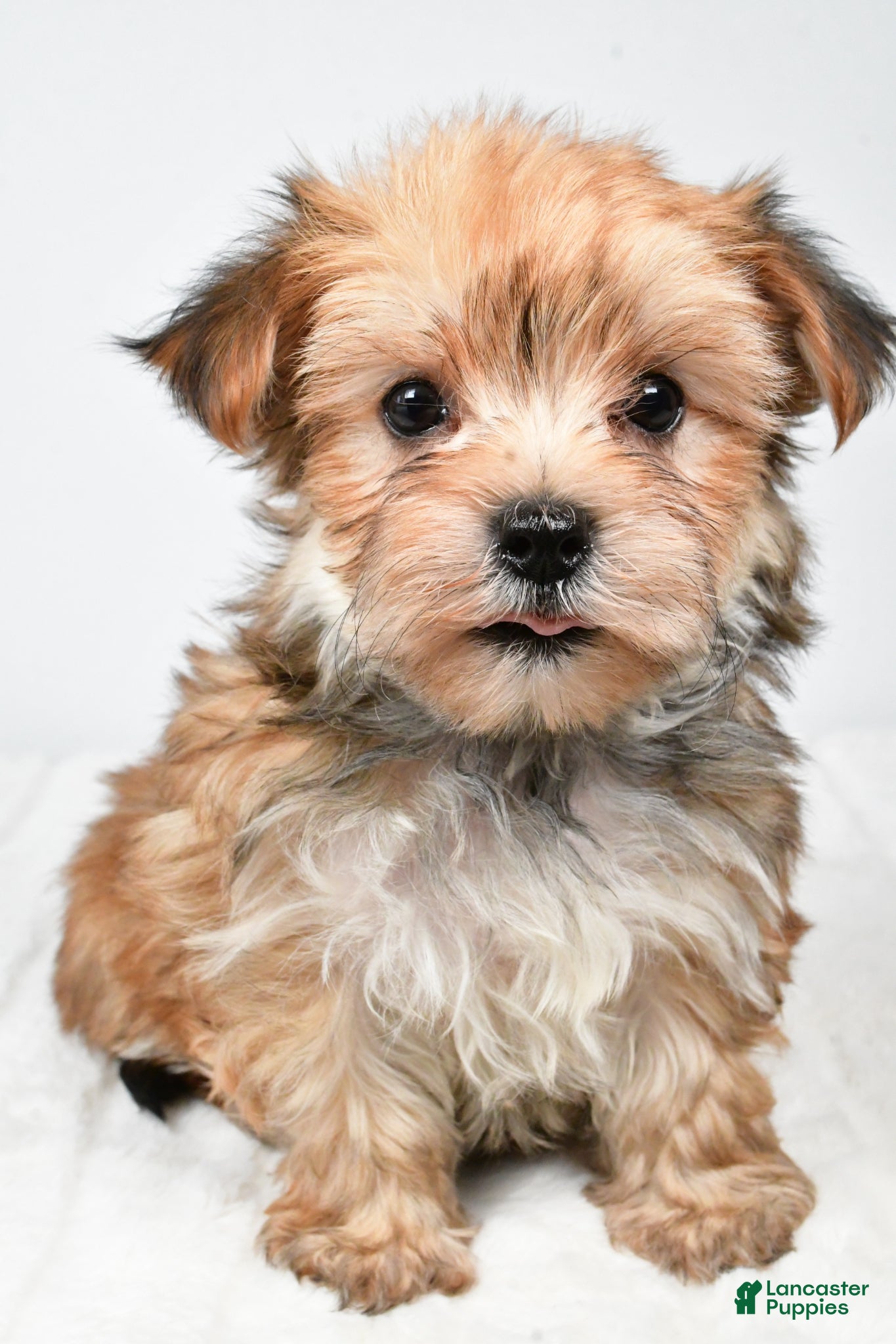 Morkie dogs Megen - Ad 1