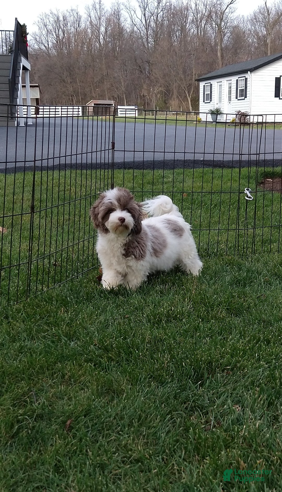 Havanese dogs for sale: Josie  - Ad 5